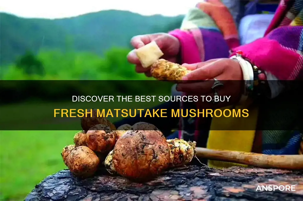 where to buy fresh matsutake mushroom
