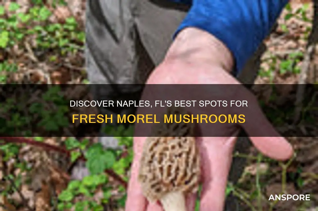 where to buy fresh morel mushrooms in naples fl
