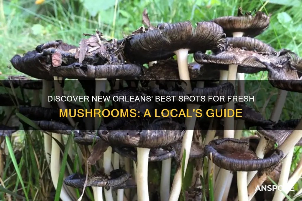 where to buy fresh mushroom in new orleans