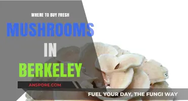 Discover Berkeley's Best Spots for Fresh, High-Quality Mushrooms