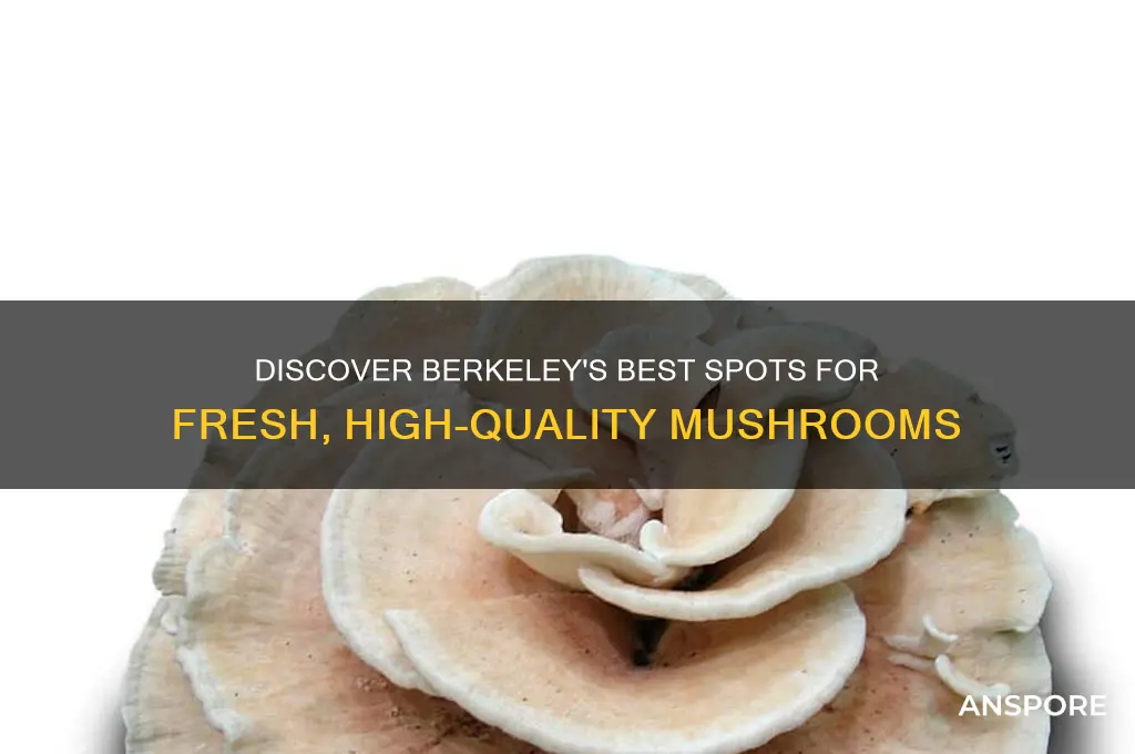 where to buy fresh mushrooms in berkeley