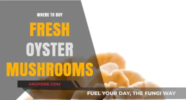 Discover Top Spots to Buy Fresh Oyster Mushrooms Locally & Online