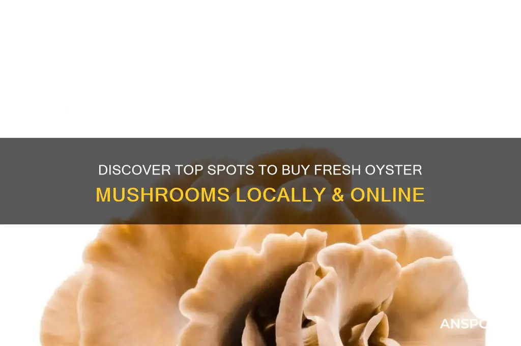 where to buy fresh oyster mushrooms