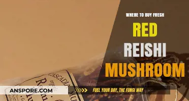 Discover the Best Sources to Buy Fresh Red Reishi Mushrooms