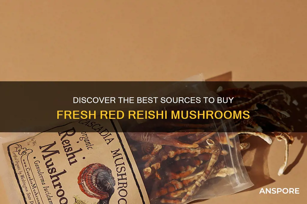 where to buy fresh red reishi mushrooms