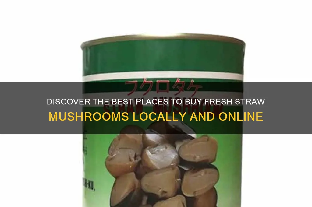 where to buy fresh straw mushrooms