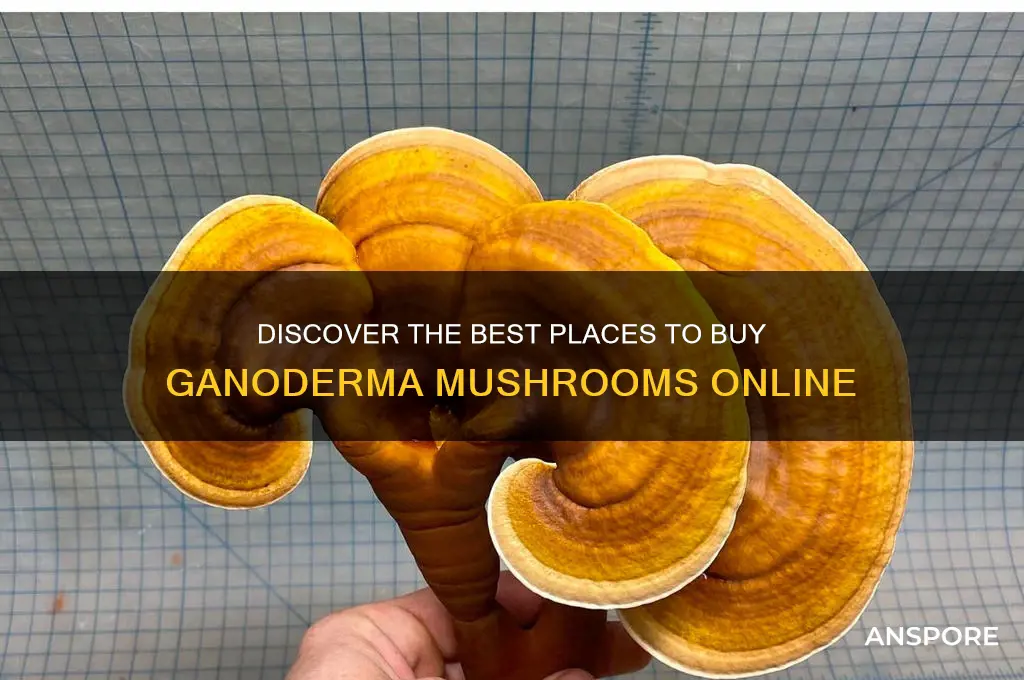 where to buy ganoderma mushroom