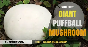 Discover the Best Places to Buy Giant Puffball Mushrooms