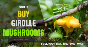 Discover the Best Places to Buy Fresh Girolle Mushrooms