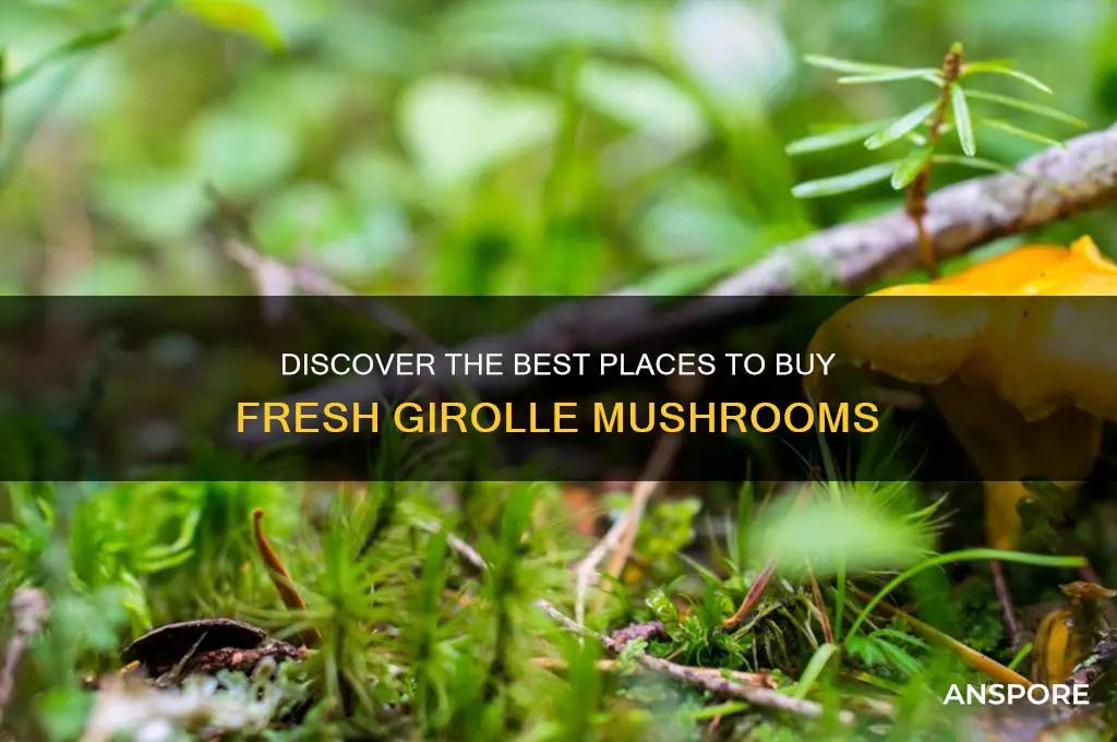 where to buy girolle mushrooms