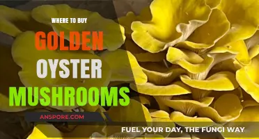 Discover the Best Places to Buy Golden Oyster Mushrooms Online and Locally