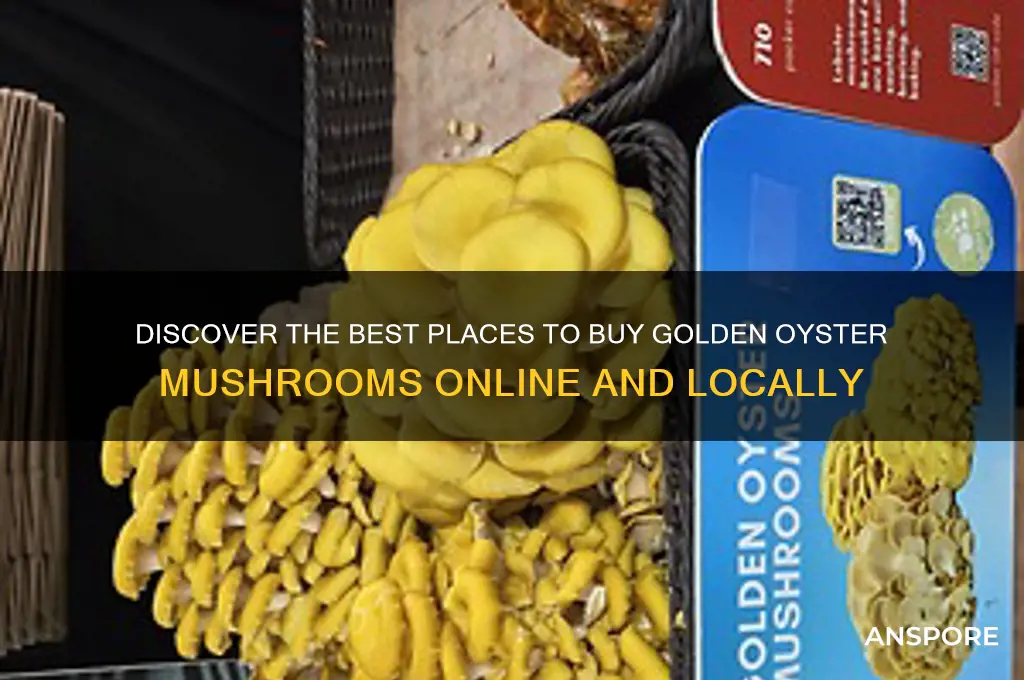 where to buy golden oyster mushrooms