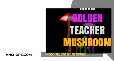 Discover Top Sources to Buy Golden Teacher Mushrooms Online