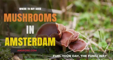 Discover Amsterdam's Best Spots for Fresh, High-Quality Mushrooms
