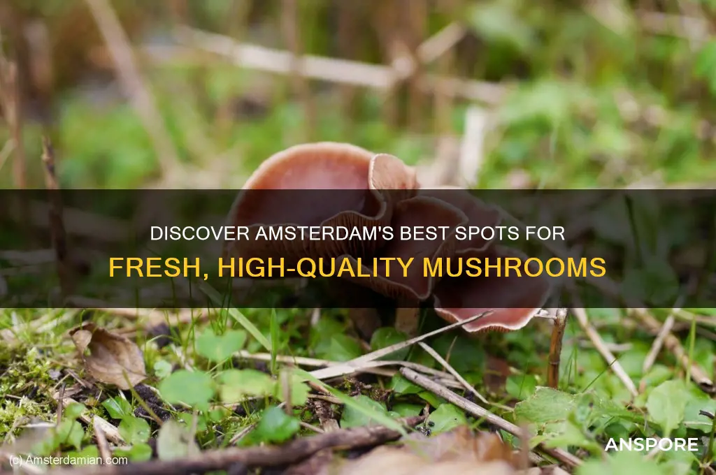 where to buy good mushrooms in amsterdam
