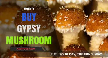 Discover the Best Places to Buy Gypsy Mushrooms Online and Locally