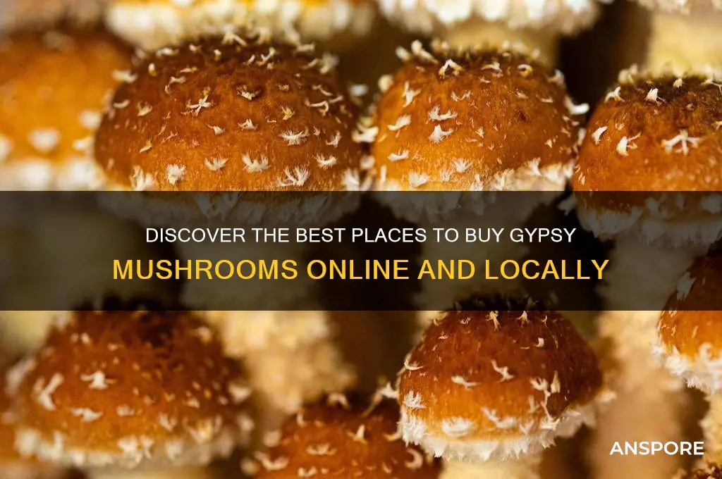 where to buy gypsy mushroom