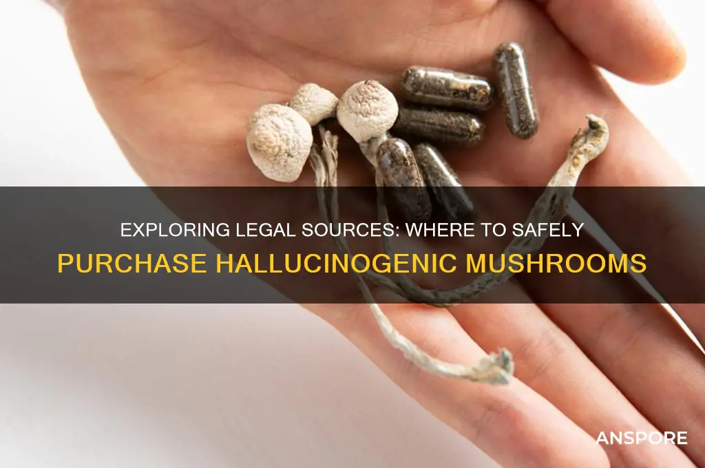 where to buy hallucinogenic mushrooms