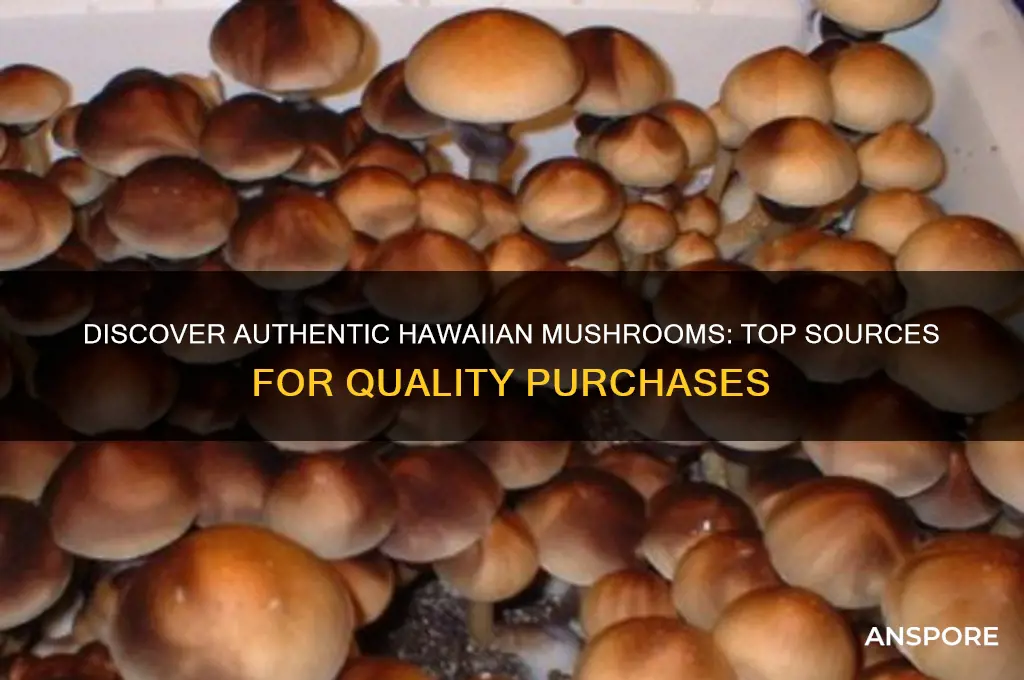 where to buy hawaiian mushrooms