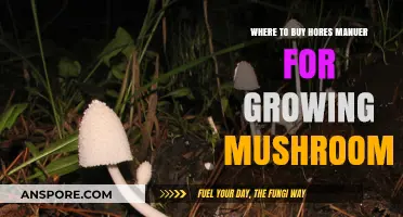 Best Sources to Buy Horse Manure for Mushroom Cultivation
