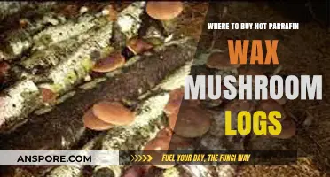 Best Places to Buy Hot Paraffin Wax Mushroom Logs Online
