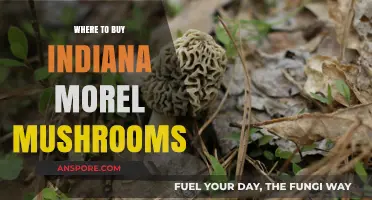 Discover the Best Spots to Buy Indiana Morel Mushrooms