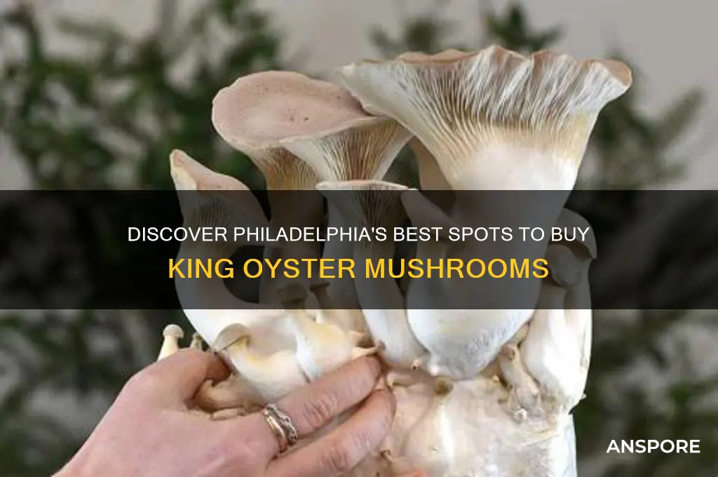 where to buy king oyster mushroom in philadelphia