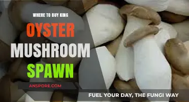 Best Places to Purchase King Oyster Mushroom Spawn Online