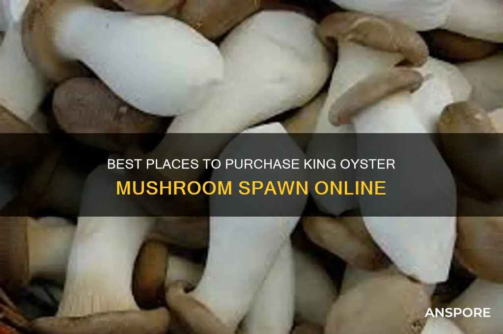 where to buy king oyster mushroom spawn