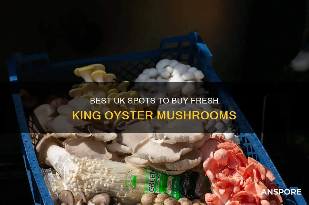 where to buy king oyster mushrooms uk