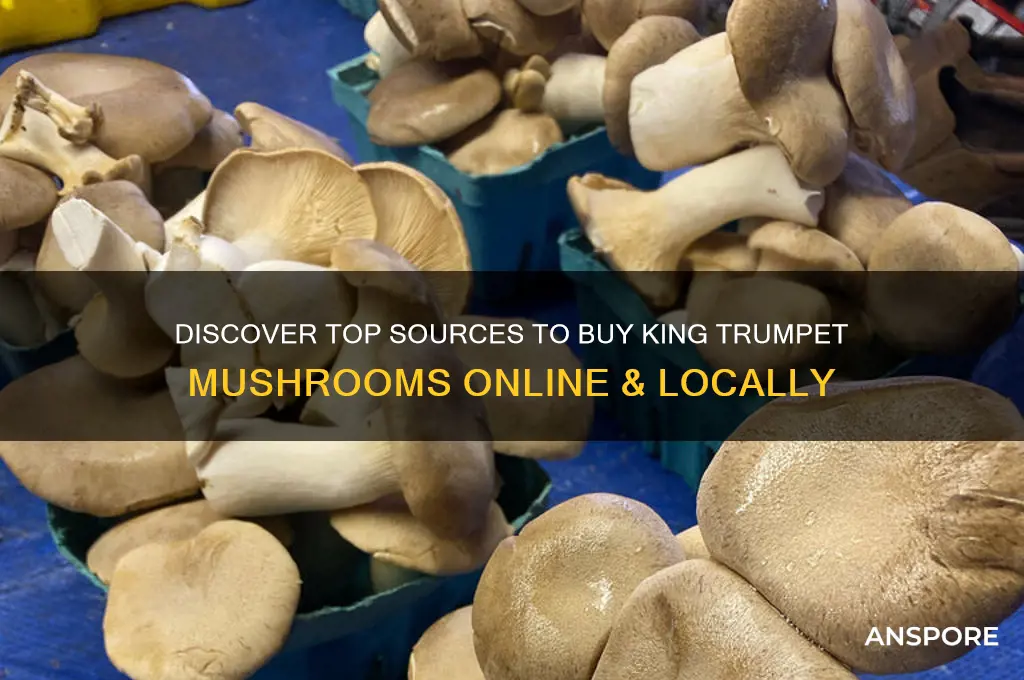 where to buy king trumpet mushroom