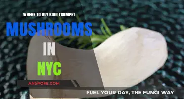 Discover NYC's Best Spots to Buy Fresh King Trumpet Mushrooms