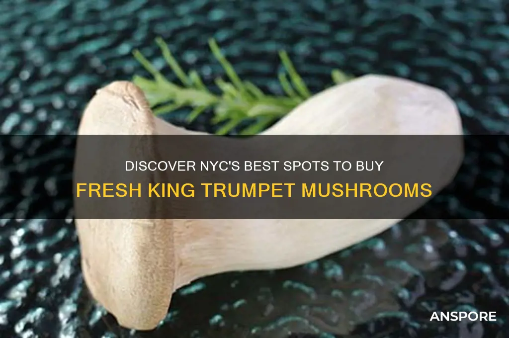 where to buy king trumpet mushrooms in nyc