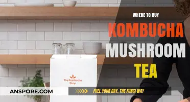 Discover the Best Places to Buy Kombucha Mushroom Tea
