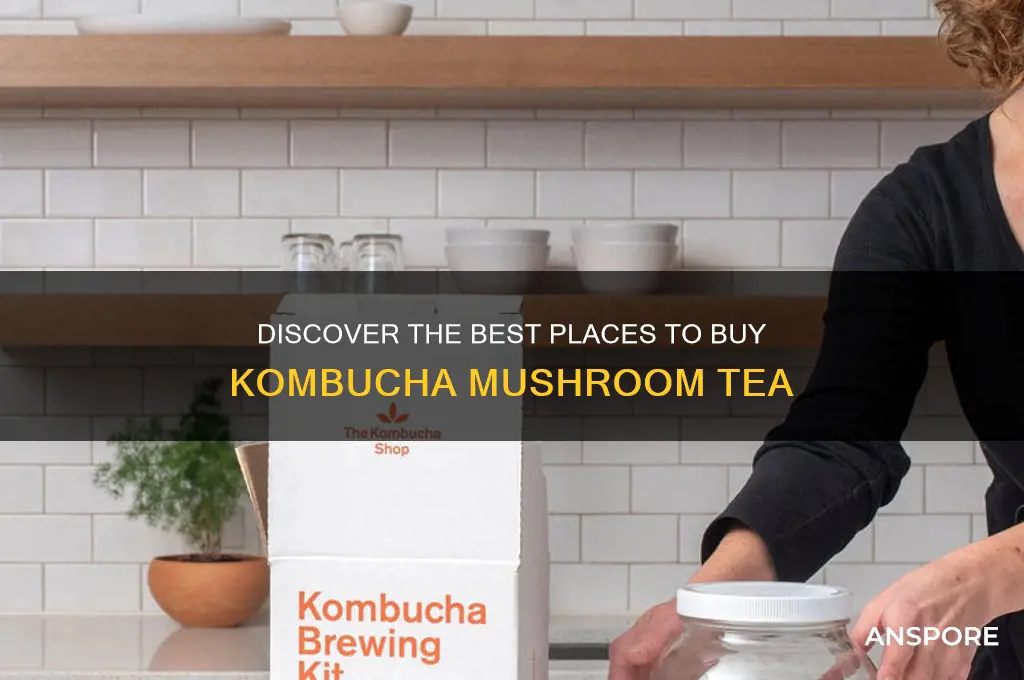 where to buy kombucha mushroom tea
