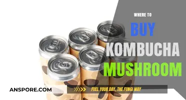Discover the Best Places to Buy Kombucha Mushroom Online & Locally