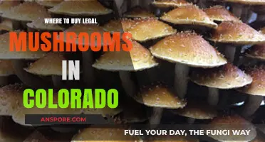 Legal Mushroom Shopping Guide: Top Colorado Retailers for Safe Purchases