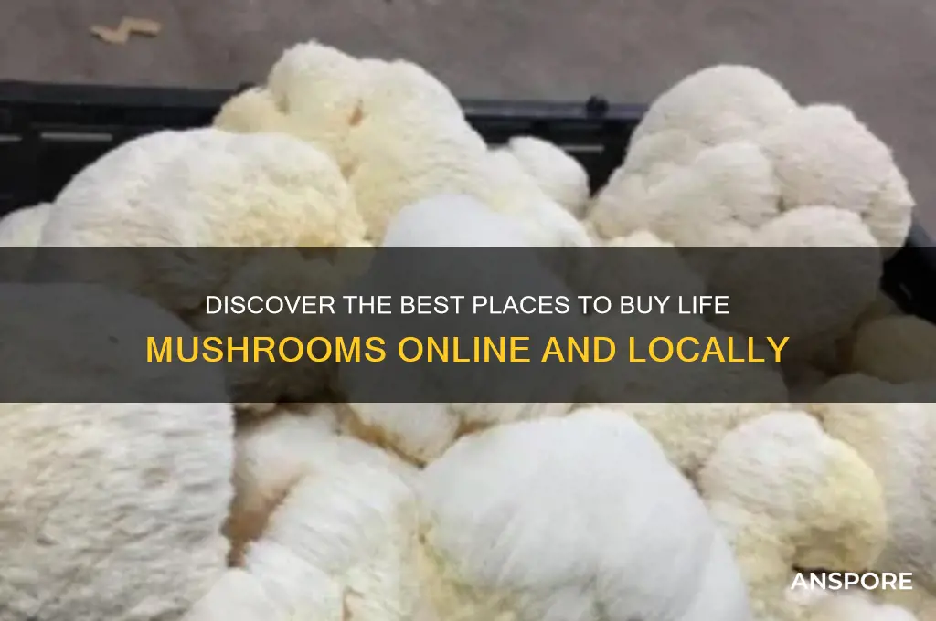 where to buy life mushroom