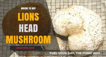 Discover the Best Places to Buy Lion's Head Mushroom Online