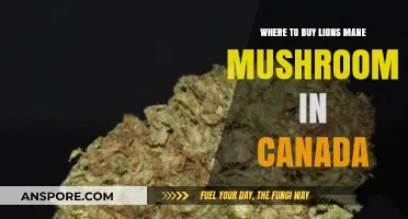 Discover Top Canadian Retailers for Lion's Mane Mushrooms Today