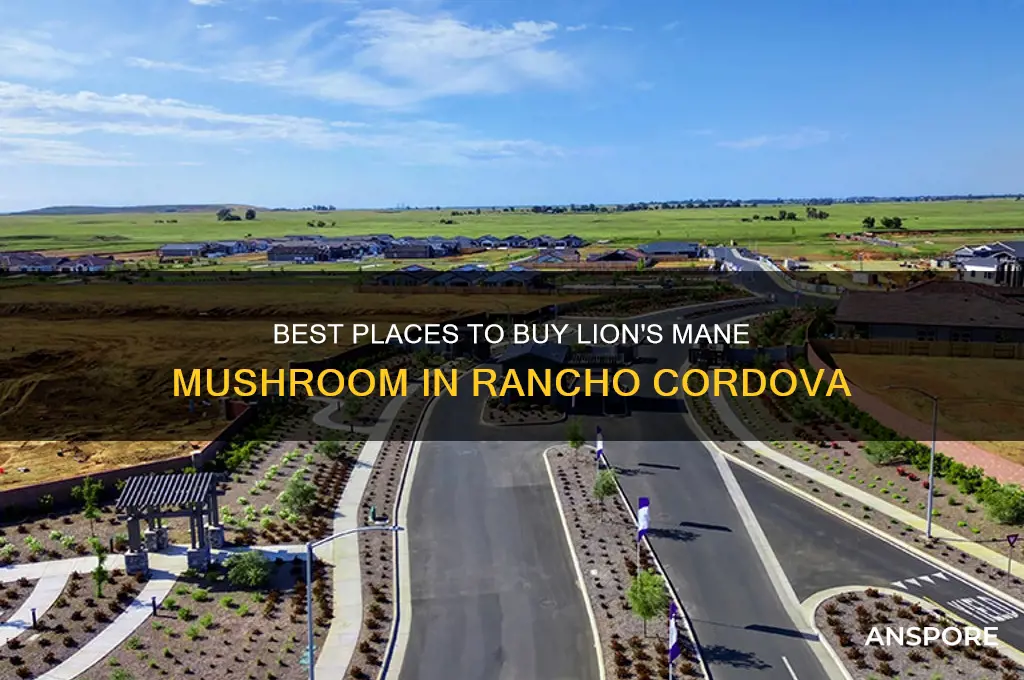 where to buy lions mane mushroom rancho cordova