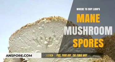 Best Places to Purchase Lion's Mane Mushroom Spores Online