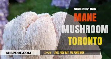 Best Places to Buy Lion's Mane Mushroom in Toronto