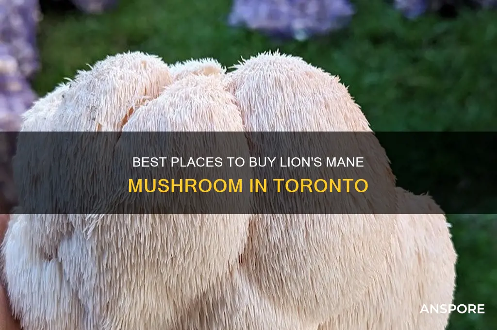 where to buy lions mane mushroom toronto