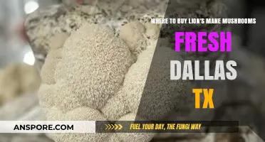 Fresh Lion's Mane Mushrooms in Dallas: Top Local Sources