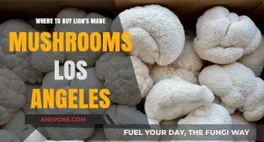 Discover Top Spots to Buy Lion's Mane Mushrooms in Los Angeles