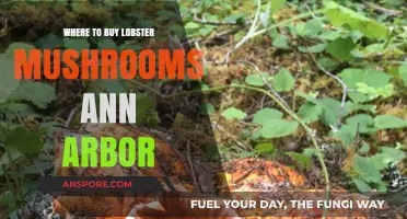 Discover the Best Spots to Buy Lobster Mushrooms in Ann Arbor