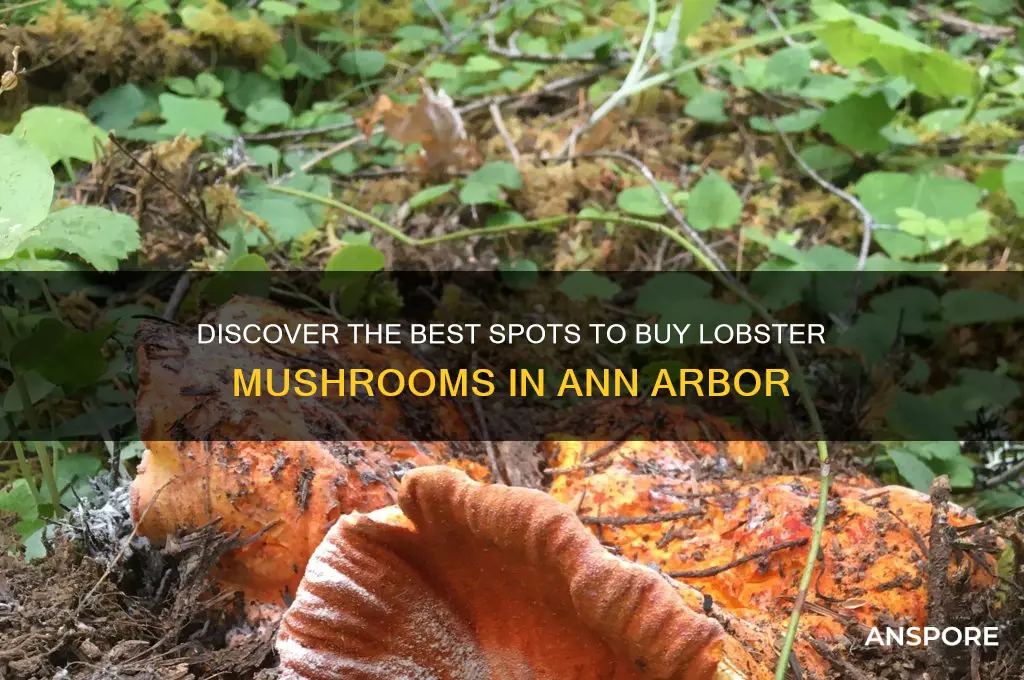 where to buy lobster mushrooms ann arbor