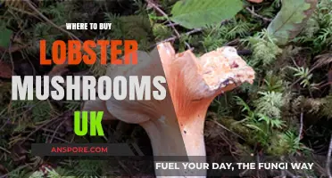 Discover the Best UK Sources to Buy Lobster Mushrooms