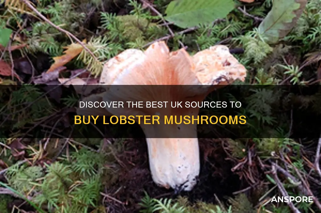 where to buy lobster mushrooms uk